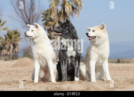 Dog Akita inu  / Japanese Akita three adults different colors sitting on the beach Stock Photo