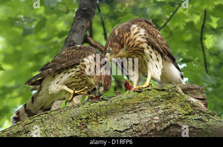 Juveniles Cooper's hawks (Accipiter cooperii) sharing the prey Stock ...