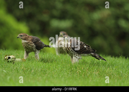 Juveniles Cooper's hawks (Accipiter cooperii) sharing the prey Stock ...