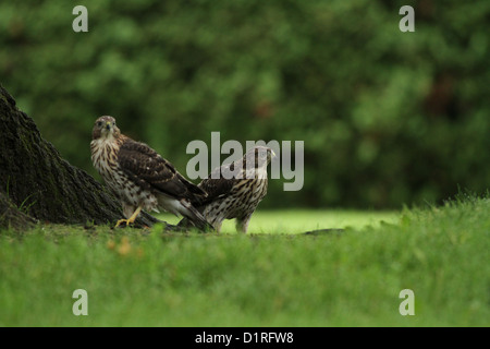 Juveniles Cooper's hawks (Accipiter cooperii) sharing the prey Stock ...