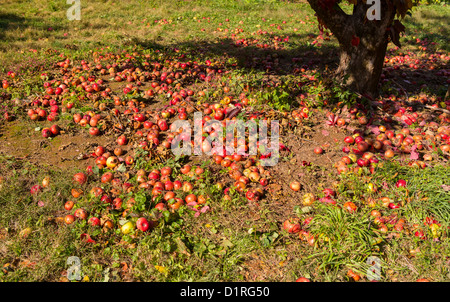 VIRGINIA, USA - Ripe apples dropped on ground in apple orchard. Stock Photo