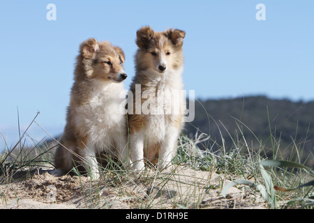 Dog Shetland Sheepdog / Sheltie two puppies (sable white) sitting Stock Photo