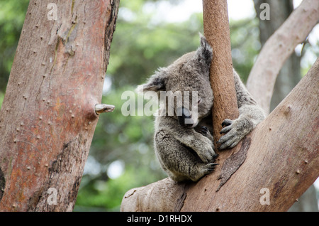 A koala sleeps on tree branches at Tarango Zoo in Sydney, Australia. Stock Photo