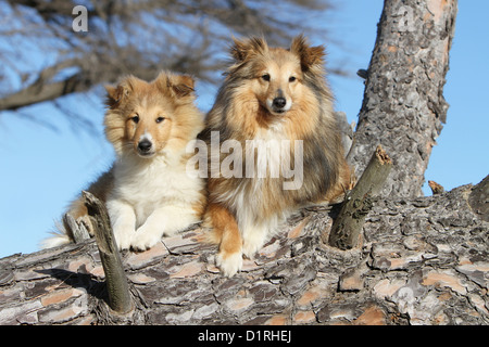 Dog Shetland Sheepdog / Sheltie adult and puppy (sable white) lying in a tree Stock Photo