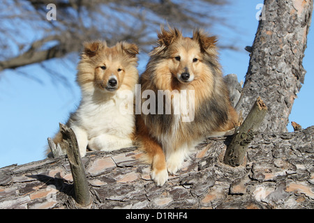 Dog Shetland Sheepdog / Sheltie adult and puppy (sable white) lying in a tree Stock Photo