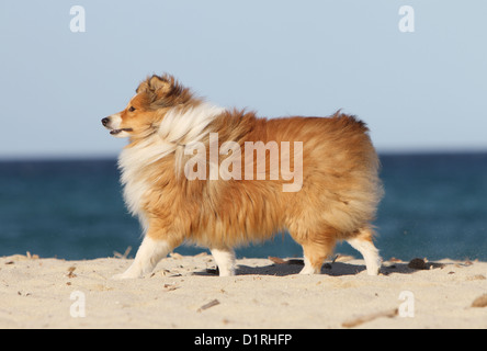 Dog Shetland Sheepdog / Sheltie adult (sable white) standing on the beach Stock Photo