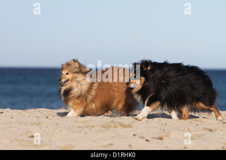 Dog Shetland Sheepdog / Sheltie two adults (sable white and tricolor) running on the beach Stock Photo