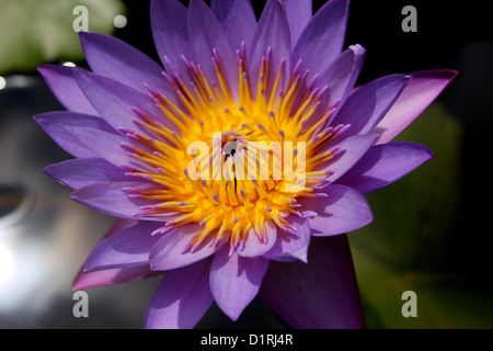 Purple and yellow water lily in Thailand