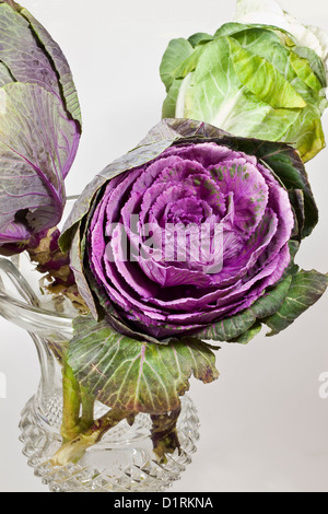 Decorative cabbage : Brassica oleracea acephala Stock Photo