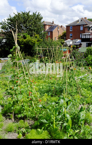 Allotments, Summertime, Cowes, Isle of Wight, England, UK, GB. Stock Photo