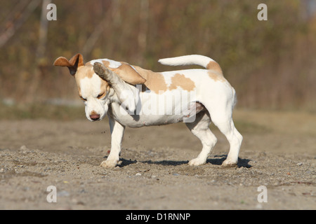 Dog scratch himself behind the ear  / adult Beagle Stock Photo