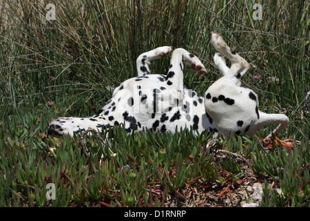 Dog scratching himself / adult Dalmatian - Dalmatiner Stock Photo