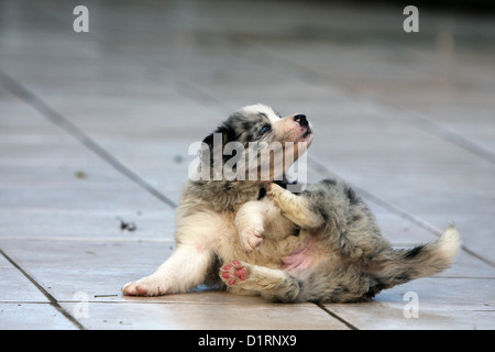 Dog scratching himself / puppy Border Collie Stock Photo