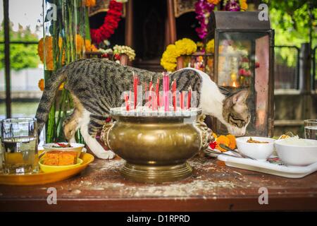 Jan. 4, 2013 - Bangkok, Thailand - A stray cat eats food left in the spirit house at the Lingam Shrine in Bangkok. The Lingam Shrine is a phallus garden behind the Swissotel Nai Lert Park Hotel, an exclusive 5 star hotel in Bangkok. Clusters of carved stone and wooden shafts surround a spirit house and shrine built by a Bangkok millionaire to honour Jao Mae Thap Thim, a female deity thought to reside in a banyan tree on the site. According to Bangkok legend, a woman who made an offering at the shrine had a baby after praying at the shrine. Stock Photo