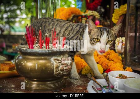 Jan. 4, 2013 - Bangkok, Thailand - A stray cat eats food left in the spirit house at the Lingam Shrine in Bangkok. The Lingam Shrine is a phallus garden behind the Swissotel Nai Lert Park Hotel, an exclusive 5 star hotel in Bangkok. Clusters of carved stone and wooden shafts surround a spirit house and shrine built by a Bangkok millionaire to honour Jao Mae Thap Thim, a female deity thought to reside in a banyan tree on the site. According to Bangkok legend, a woman who made an offering at the shrine had a baby after praying at the shrine. Stock Photo