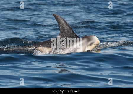 Risso's Dolphins Grampus griseus Mother and calf Mousa Sound RSPB reserve Shetland Islands Scotland UK Stock Photo