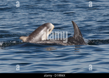 Risso's Dolphins Grampus griseus Mother and calf Mousa Sound RSPB reserve Shetland Islands Scotland UK Stock Photo