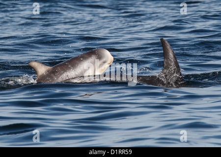 Risso's Dolphins Grampus griseus Mother and calf Mousa Sound RSPB reserve Shetland Islands Scotland UK Stock Photo