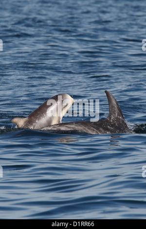 Risso's Dolphins Grampus griseus Mother and calf Mousa Sound RSPB reserve Shetland Islands Scotland UK Stock Photo