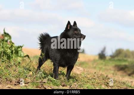 Dog Schipperke adult standing in a meadow Stock Photo