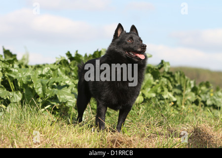 Dog Schipperke adult standing in afield Stock Photo