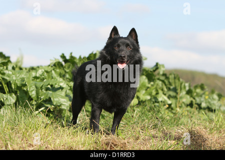 Dog Schipperke adult standing in a field Stock Photo