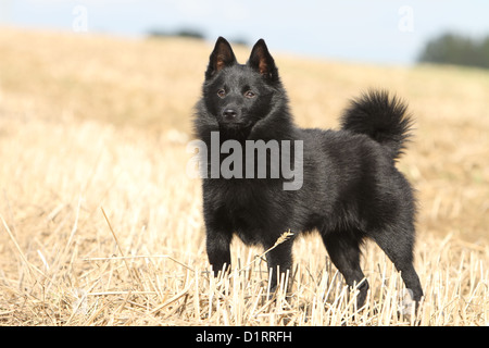 Dog Schipperke adult standing in a field Stock Photo