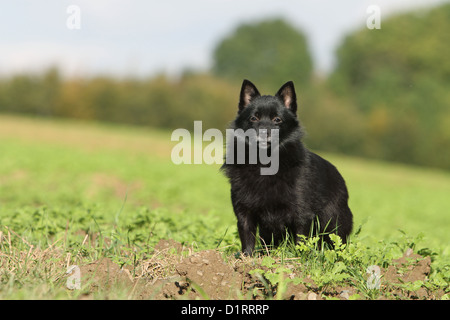 Dog Schipperke adult standing in a field Stock Photo