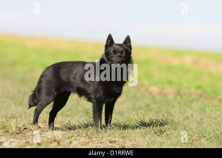 Dog Schipperke adult standing in a field Stock Photo