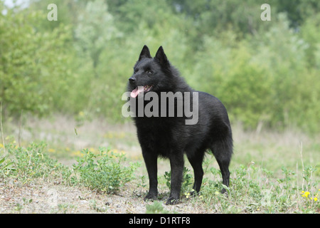 Dog Schipperke adult standing in a meadow Stock Photo