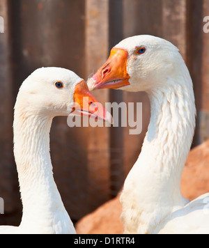 Free range domestic Embden Geese on an organic farm. Stock Photo