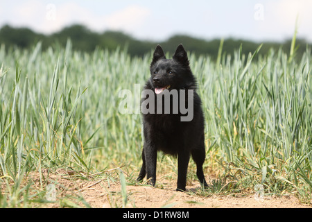 Dog Schipperke adult standing in a field Stock Photo