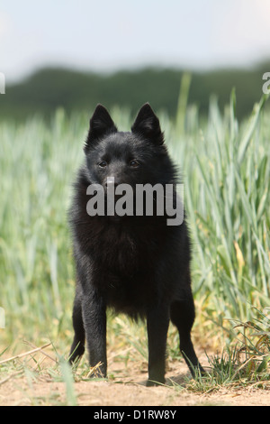 Dog Schipperke adult standing in a field Stock Photo