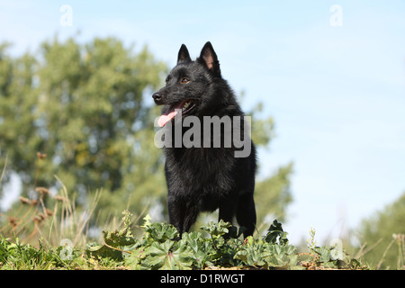 Dog Schipperke adult standing in a meadow Stock Photo