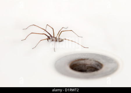 Giant house spider in Bath close to plughole, England, UK