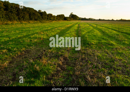 Harvested field. Fallow land on farmland after the harvest and with new growth showing. Nottinghamshire, England, UK Stock Photo