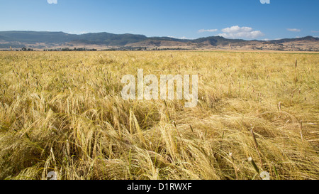 Beautiful wheat field with clear blue sky and mountains in the background Stock Photo