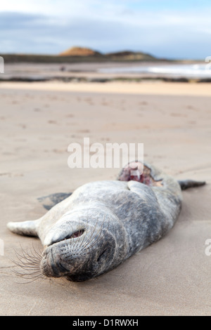 Dead Seal pup washed up on the Northumberland coast, Embleton beach. Stock Photo