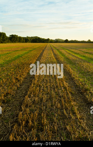 Harvested field. Wheat stubble on farmland after the harvest and showing new growth, Nottinghamshire, England, UK Harvested field. Wheat stubble on farmland after the harvest and showing new growth, Nottinghamshire, England, UK