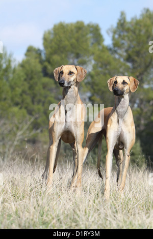 Dog Sloughi / Berber Greyhound two adults standing Stock Photo