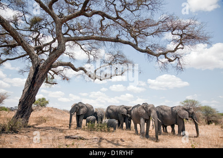 Africa;African Elephant (Loxodonta Africanan) herd grassing under a tree;Tarangire National Park in Tanzania;East Africa;Africa Stock Photo
