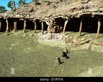 Goat kids by open-sided overnight mountain shelter. Stock Photo