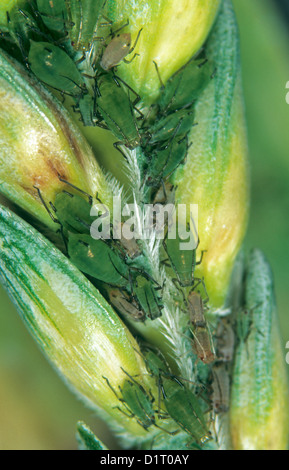 Grain aphids, Sitobion avenae, between the grains of and ear of wheat Stock Photo