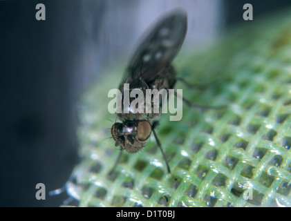 Shore or fungus fly adult, Scatella stagnalis, a common pest of glasshouses and protected crops on mesh Stock Photo