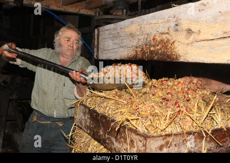 Roger Parris making traditional Cider in Devon with a 200 year old press, using straw to hold the chopped apples in cheese. Stock Photo