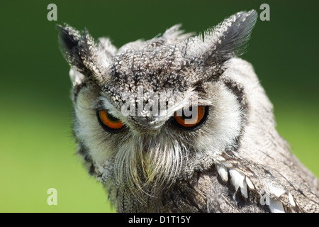 Northern White faced Owl / Ptilopsis leucotis Stock Photo