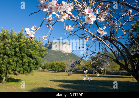 Alaró, Mallorca, Balearic Islands, Spain. Blossom of almond tree (Prunus dulcis), Puig d'Alaró in background. Stock Photo