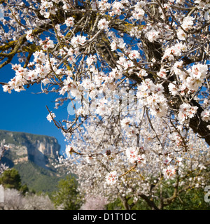 Lloseta, Mallorca, Balearic Islands, Spain. Blossom of almond tree (Prunus dulcis), Puig de s'Alcadena in background. Stock Photo
