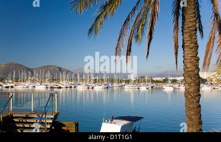 Port d’Alcúdia, Mallorca, Balearic Islands, Spain. View across bay to the marina, palm-tree in foreground. Stock Photo