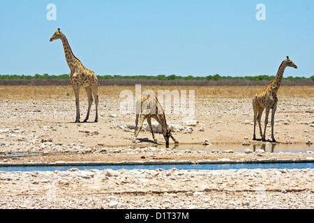 Giraffes at a waterhole in Etosha, Namibia Stock Photo
